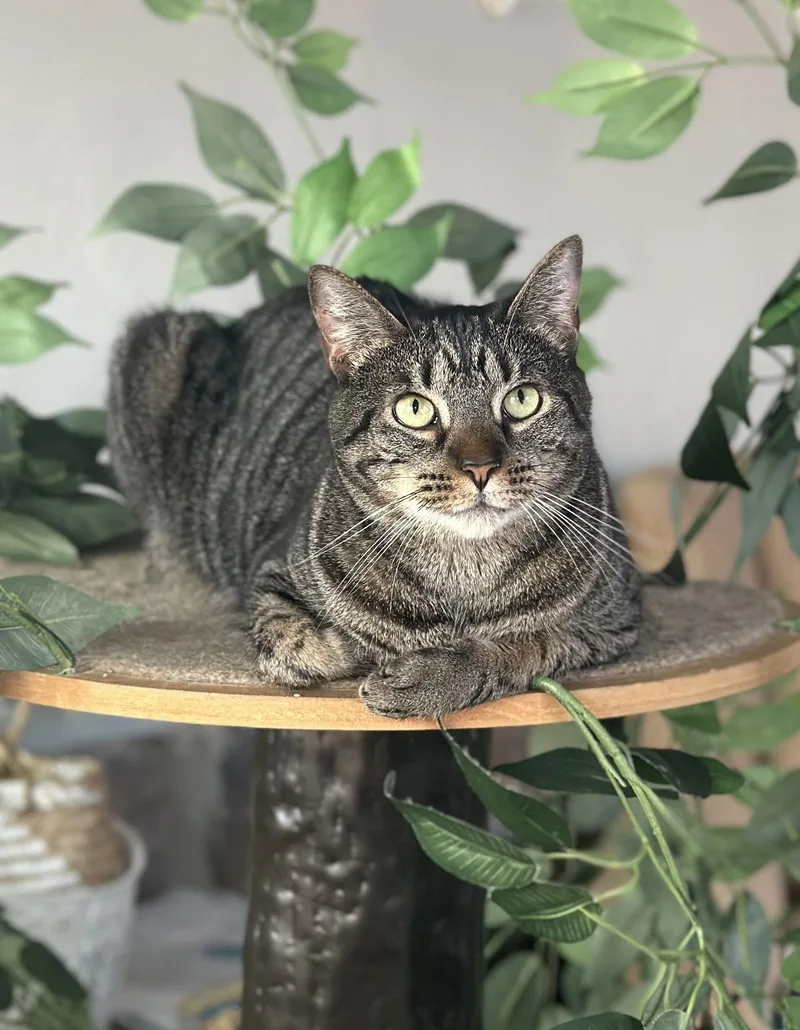 Koko  Willow Grove thumbnail 3