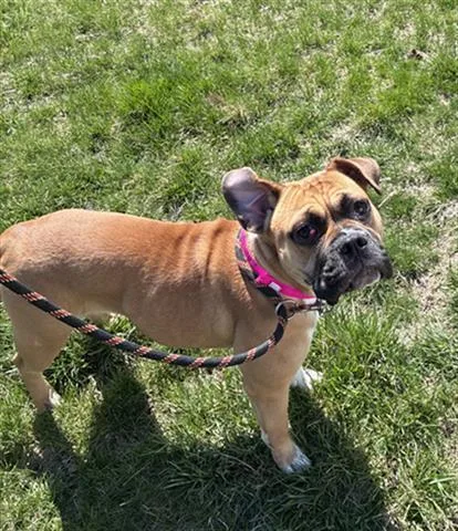 A young small-sized female American Bulldog dog named Clover for adoption in Dayton, OH