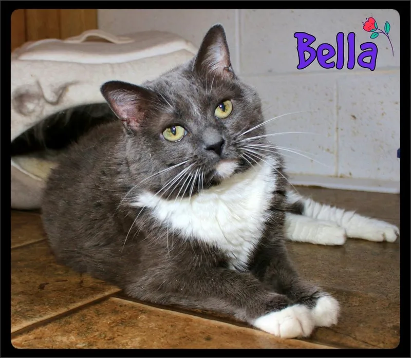 Bella