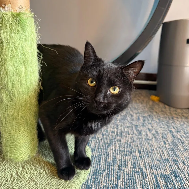 A young medium-sized female Black Domestic Short Hair cat named Ash Wednesday for adoption in Gibsonia, PA