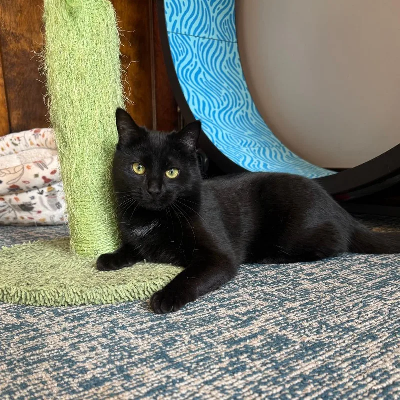 Ash Wednesday thumbnail 2