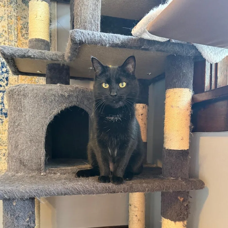 Ash Wednesday thumbnail 3