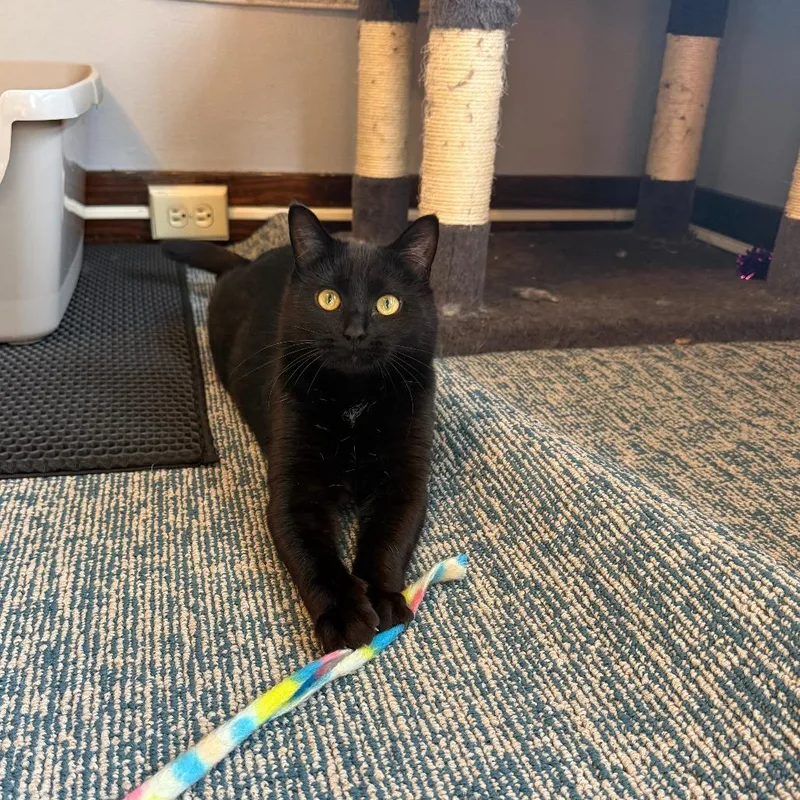 Ash Wednesday thumbnail 4