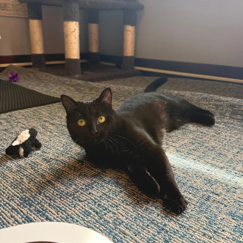 Ash Wednesday thumbnail 5