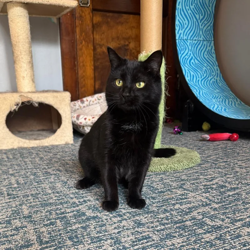 Ash Wednesday thumbnail 6