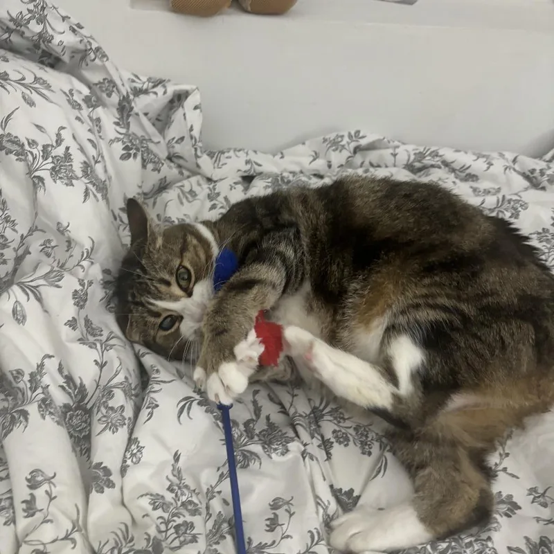 A senior large-sized female Brown / Chocolate Domestic Short Hair cat named Wyck Working Cat for adoption in Baltimore, MD
