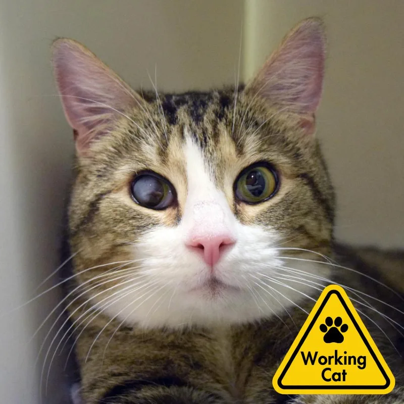 Wyck Working Cat thumbnail 2