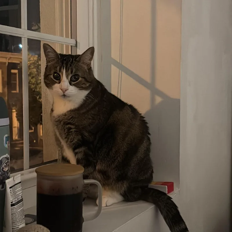 Wyck Working Cat thumbnail 3