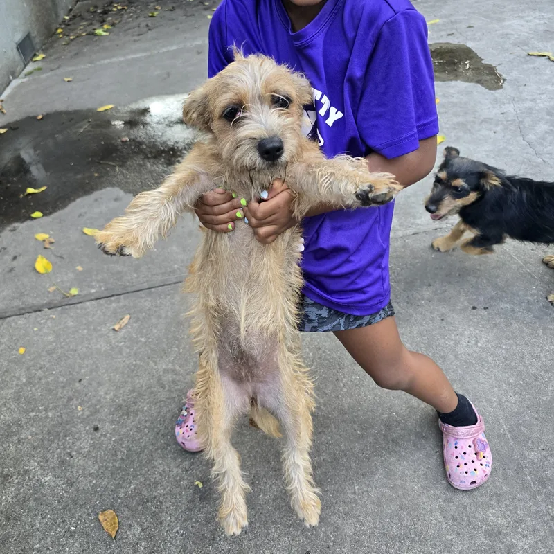 A young small-sized female Apricot / Beige Cairn Terrier dog named Trooper for adoption in Stockton, CA