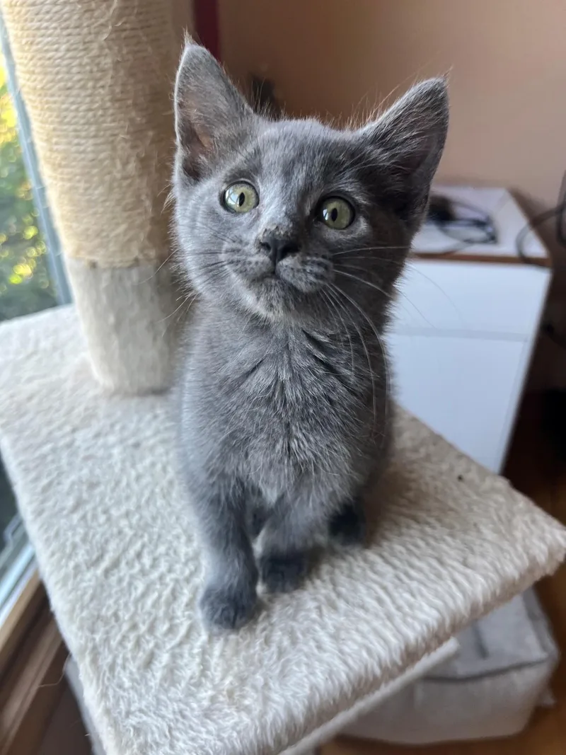 A baby small-sized male Domestic Long Hair cat named Nukie + Shakma for adoption in BREINIGSVILLE, PA