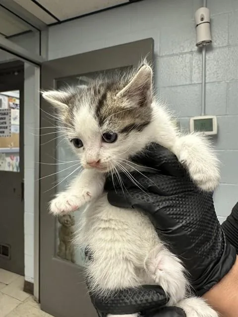 A baby small-sized female Domestic Short Hair cat named Rosie for adoption in Stockton, CA
