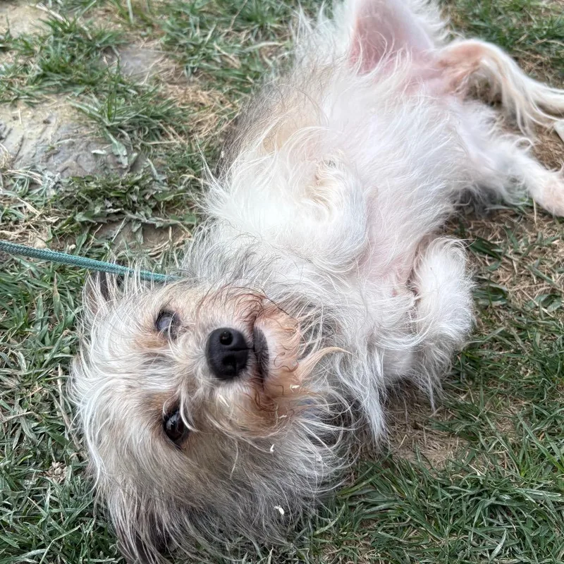 A senior small-sized female Brown / Chocolate Shih Tzu dog named Tessa for adoption in Wappingers Falls, NY