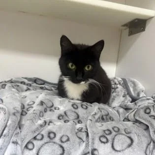 An adult medium-sized female Black & White / Tuxedo Domestic Short Hair cat named Fiona for adoption in Phoenixville, PA