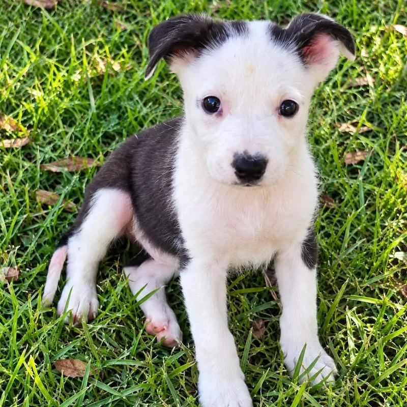 A baby medium-sized female Border Collie dog named Ursula for adoption in Brewton, AL