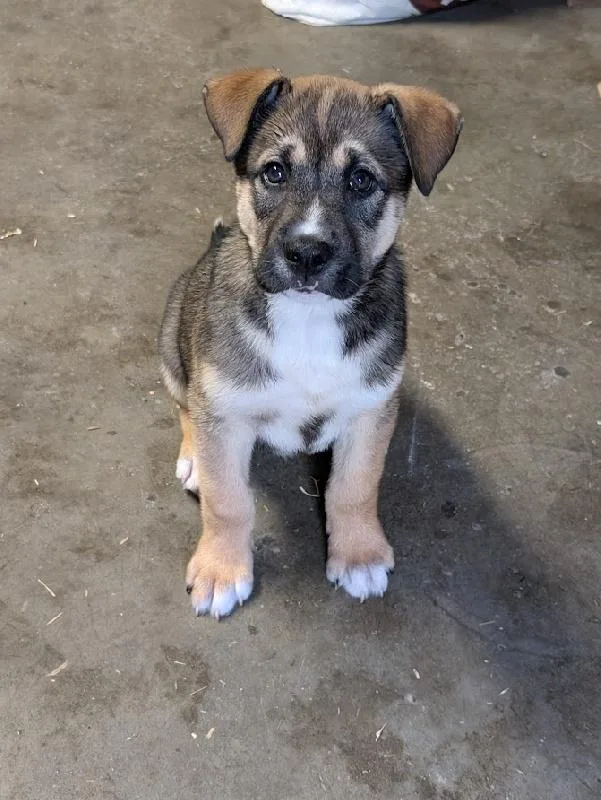 A baby large-sized male Husky dog named Sammy for adoption in Aurora, IL