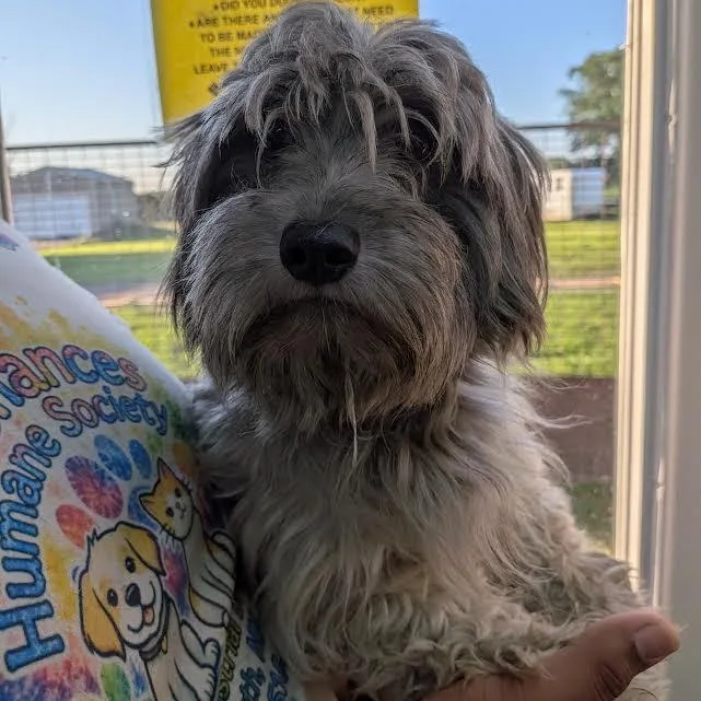 An adult small-sized female Gray / Blue / Silver Havanese dog named Taurus for adoption in Blue Earth, MN