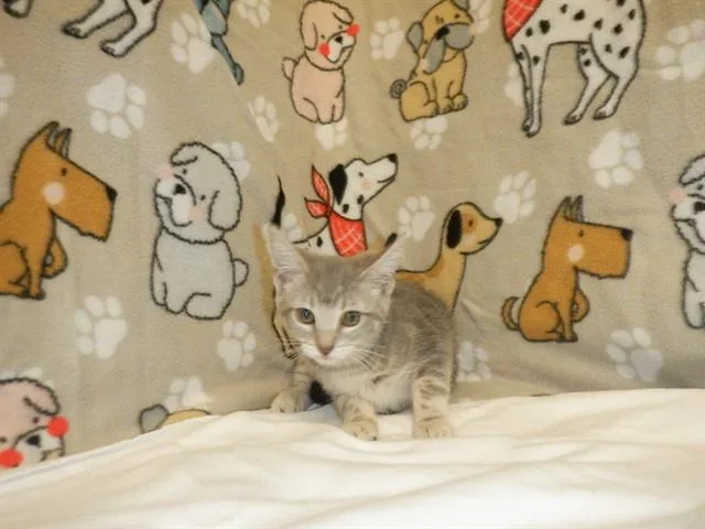 A baby small-sized female Domestic Short Hair cat named Saffron for adoption in San Jose, CA