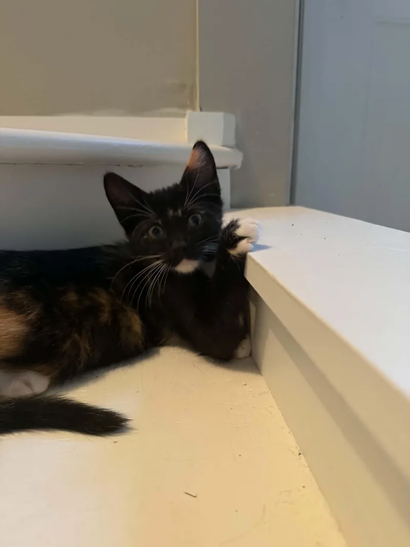 A baby medium-sized female Calico Domestic Short Hair cat named Stella for adoption in Wading River, NY