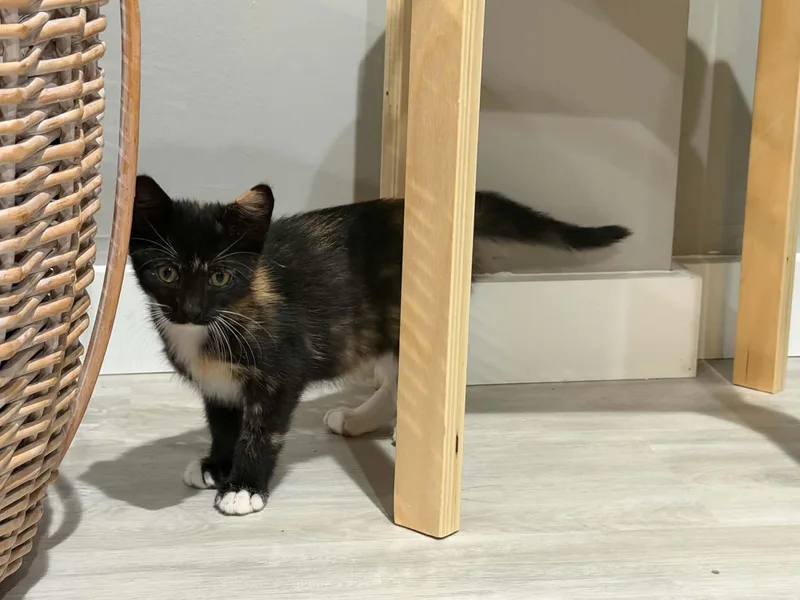 Stella thumbnail 4