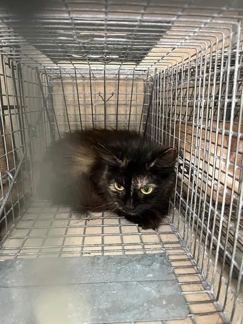 An adult medium-sized female Domestic Short Hair cat named Silly Sally for adoption in Louisville, KY