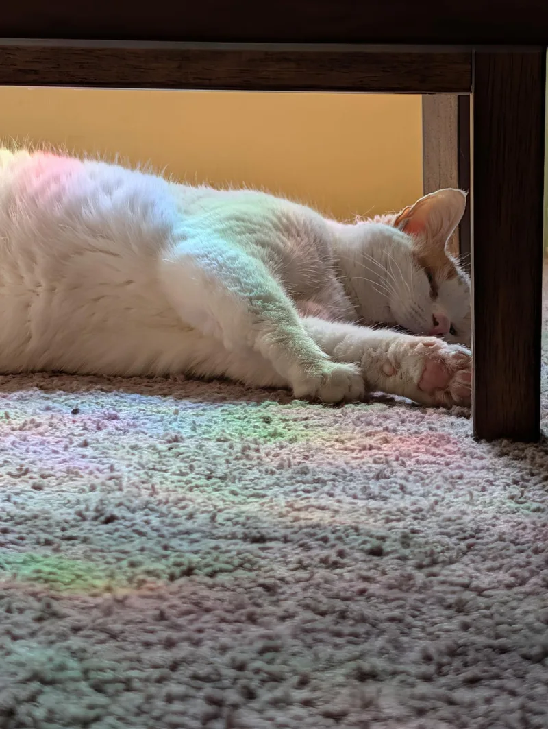 An adult large-sized female Dilute Calico Domestic Short Hair cat named Marshmallow for adoption in Burlington, NC