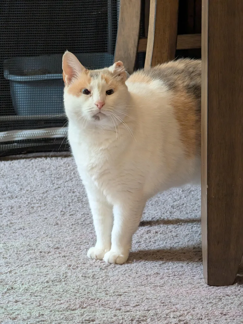 Marshmallow thumbnail 3