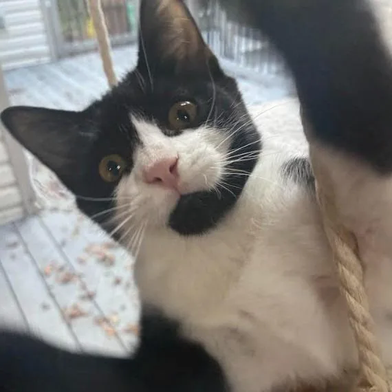 A baby small-sized male Domestic Short Hair cat named Constantine for adoption in Minneapolis, MN