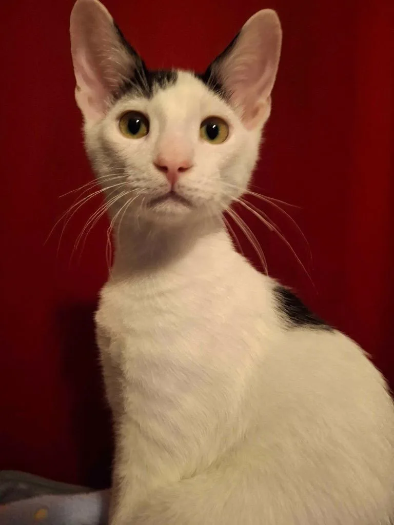 A baby medium-sized male Domestic Short Hair cat named Cookie Dough for adoption in San Antonio, TX