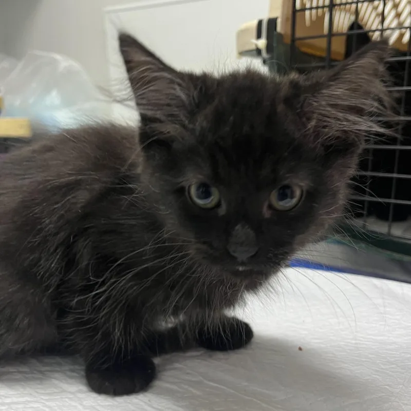 A baby small-sized male Domestic Medium Hair cat named Caesar for adoption in Fairfax, VA