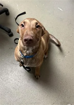 A young small-sized male Shepherd dog named Indigo for adoption in Bakersfield, CA