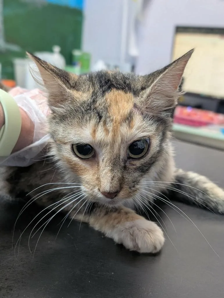 A young medium-sized female Domestic Long Hair cat named Queen for adoption in New Braunfels, TX