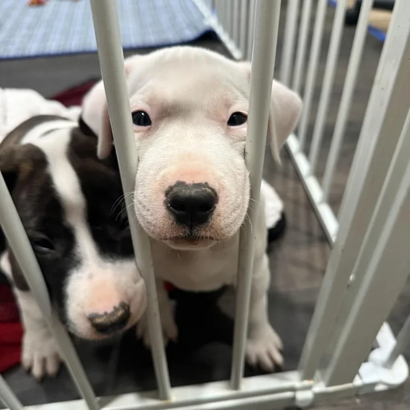 A baby small-sized female Bull Terrier dog named Magenta for adoption in Pasadena , MD
