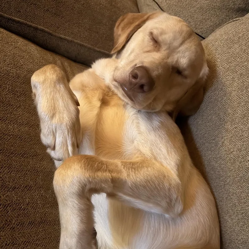 A young large-sized male Apricot / Beige Yellow Labrador Retriever dog named Moose for adoption in South Plainfield, NJ