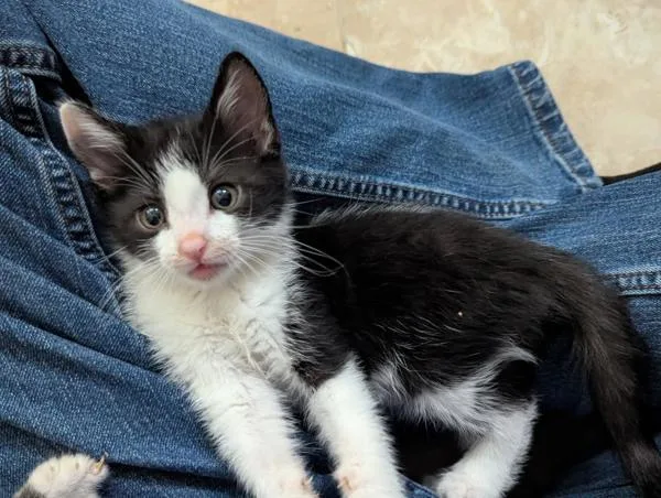 A baby small-sized male Domestic Short Hair cat named Po for adoption in Escondido, CA