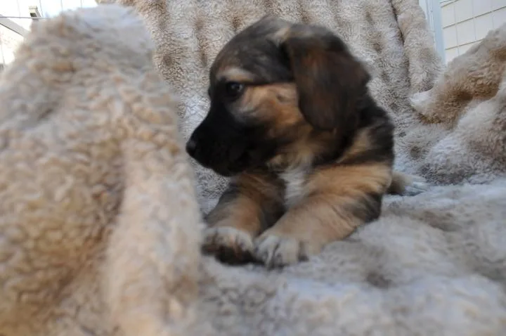 A baby medium-sized male Black German Shepherd Dog dog named Briar for adoption in Pflugerville, TX