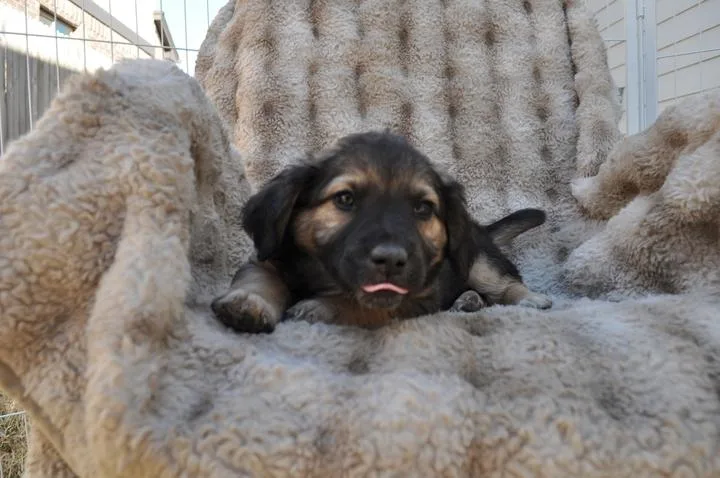 Briar thumbnail 5