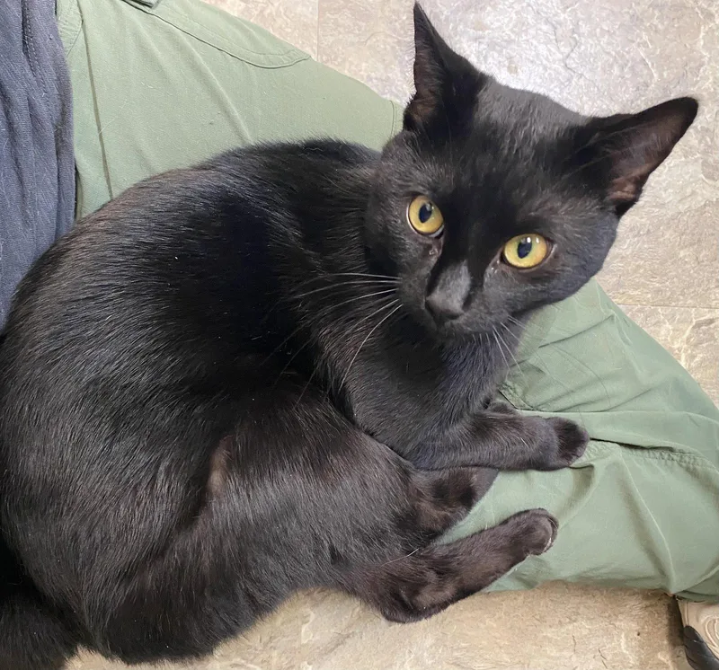 An adult medium-sized male Black Domestic Short Hair cat named Thackery Binx for adoption in Fargo, ND