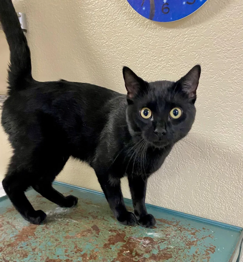 Thackery Binx thumbnail 2