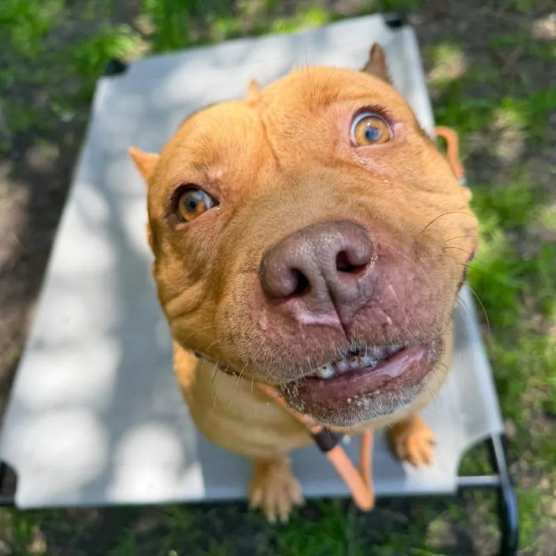 An adult large-sized female Mixed Breed dog named Cinderella for adoption in Newark, NJ