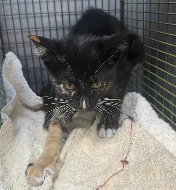 A baby small-sized female Domestic Short Hair cat named Nacho for adoption in San Antonio, TX
