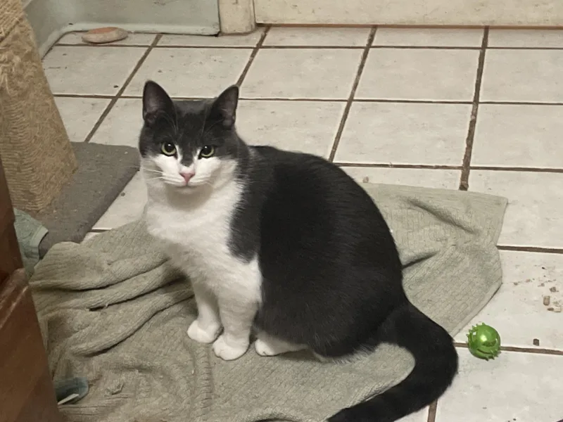 A young small-sized male Domestic Short Hair cat named Riley for adoption in Troy, NY