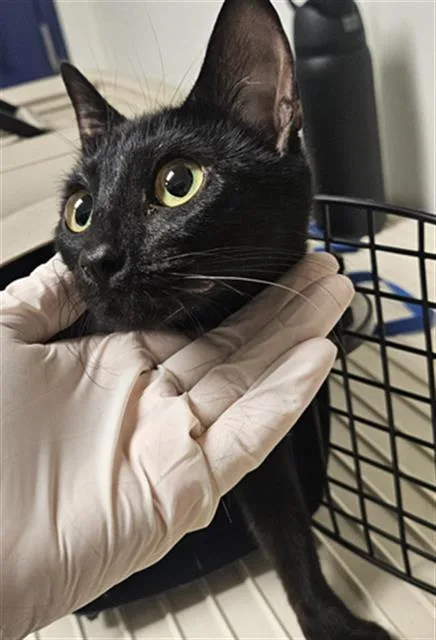 A young small-sized female Domestic Short Hair cat named Mama Whiskers for adoption in Bakersfield, CA
