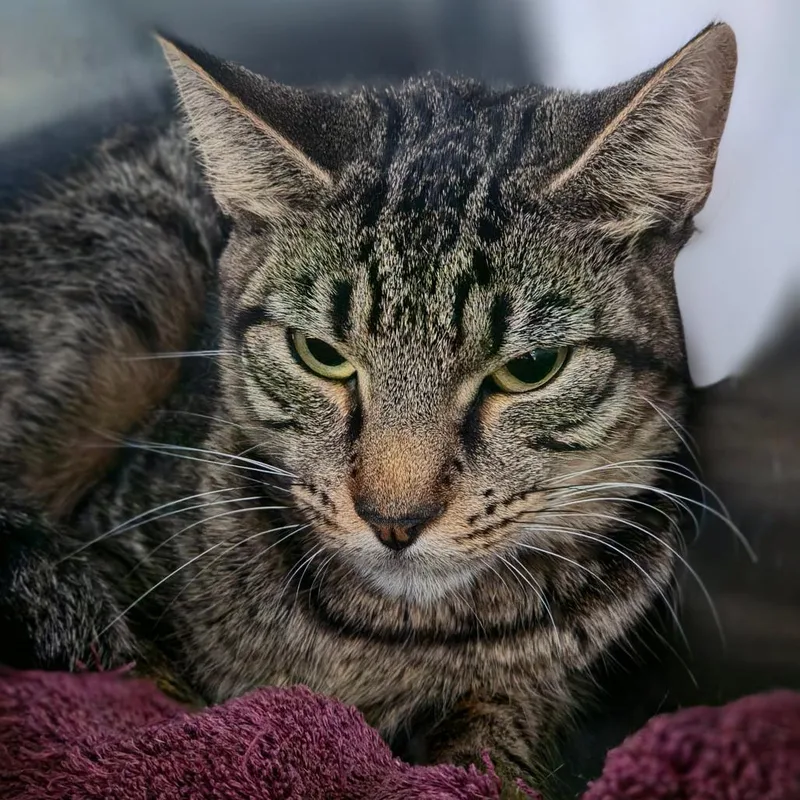 An adult medium-sized female Brown / Chocolate Domestic Short Hair cat named Dora for adoption in Lakeland, FL