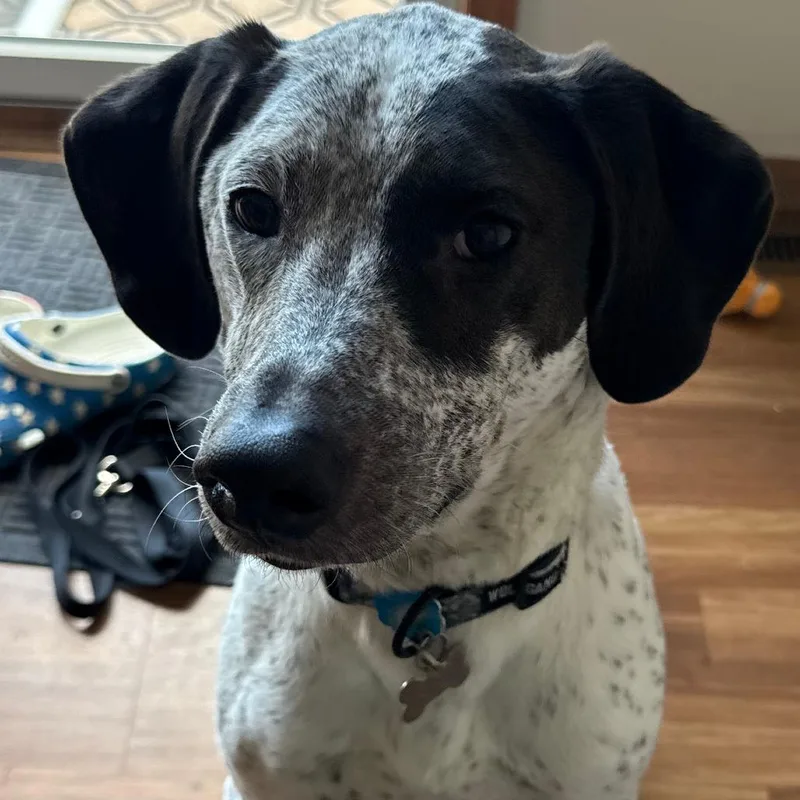 An adult medium-sized male White / Cream Bluetick Coonhound dog named Walter for adoption in Indianapolis, IN