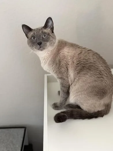 A young large-sized male Blue Point Siamese cat named Sigh for adoption in Liverpool, TX