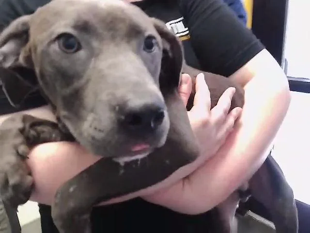 A young small-sized male Pit Bull Terrier dog named 4 for adoption in Tulsa, OK