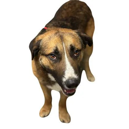 An adult large-sized male Shepherd dog named Edgar for adoption in Red Bluff, CA