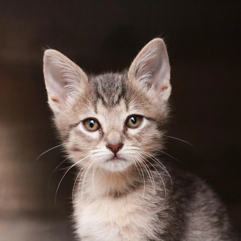 A baby small-sized male Gray / Blue / Silver Domestic Short Hair cat named Jedi for adoption in Hattiesburg, MS