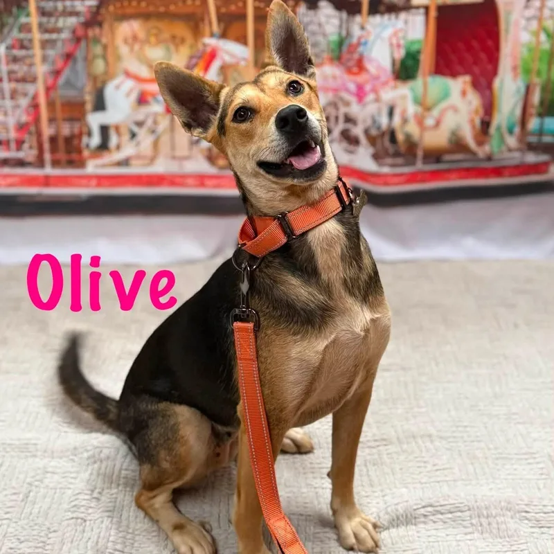 Olive thumbnail 3