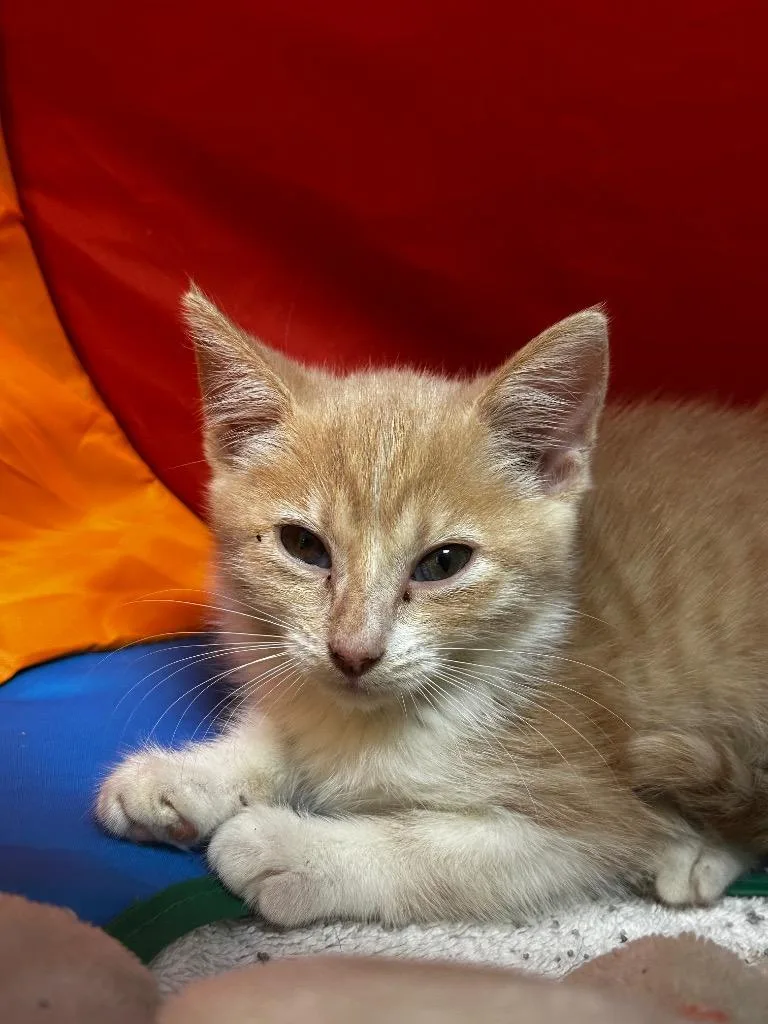 A baby medium-sized female Domestic Short Hair cat named Olivia for adoption in Jonesboro, AR